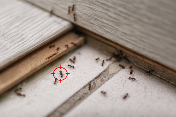 Reliable Ada, OK Pest Control Solutions