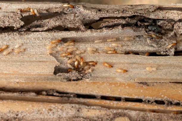 Best Residential Pest Control  in Ada, OK